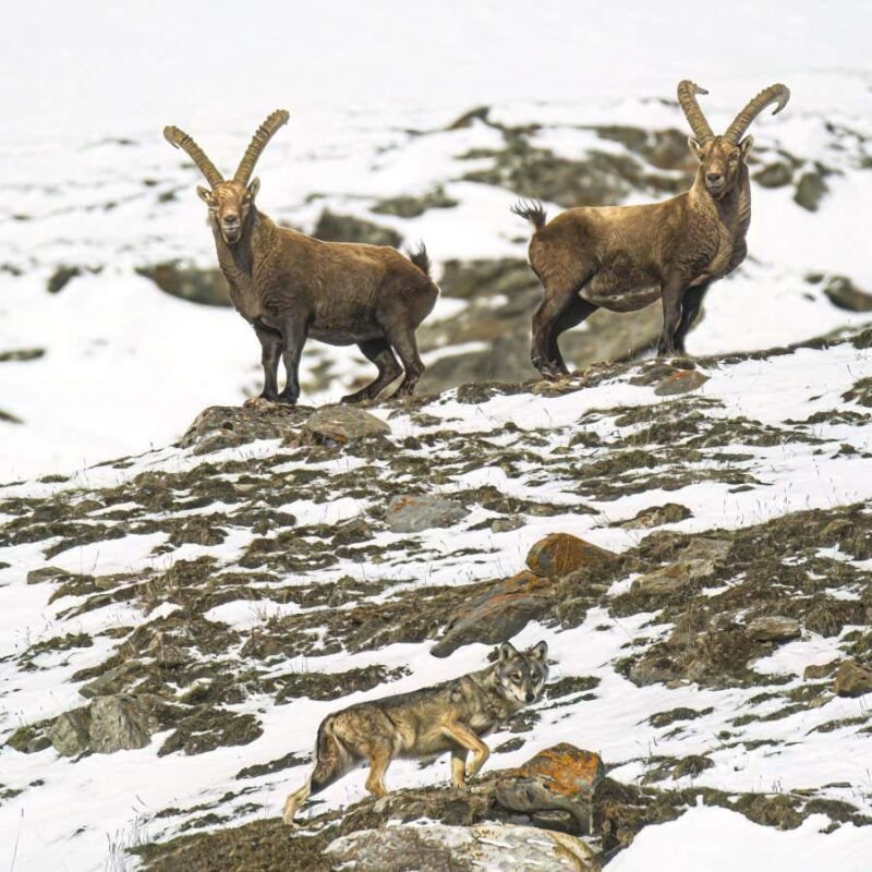 Alpine ibex are becoming more nocturnal as the climate gets hotter