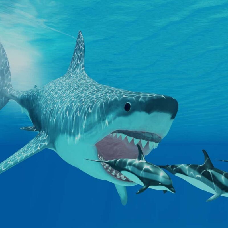 Megalodon was nothing like a giant great white shark Megalodon was nothing like a giant great white shark