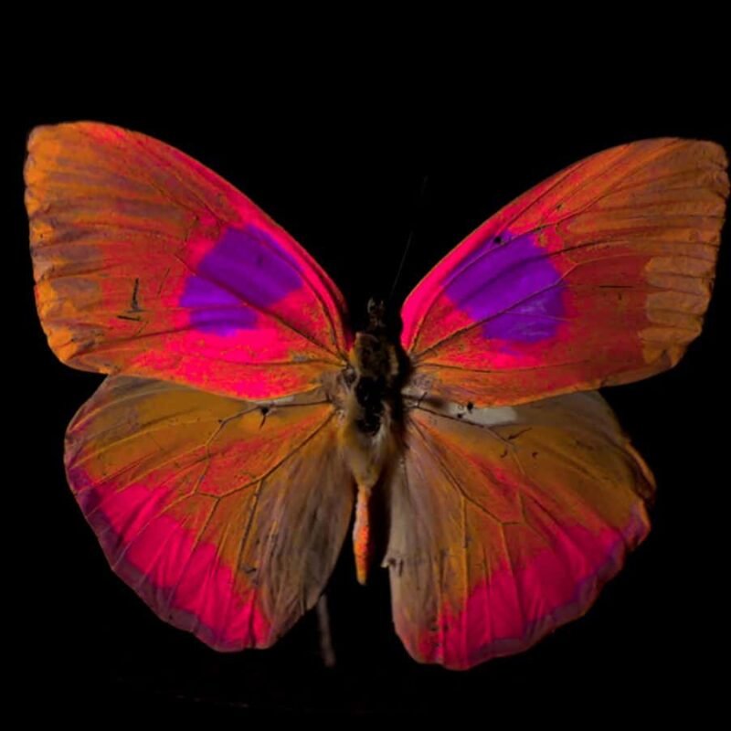 See what the world looks like through the eyes of different animals See what the world looks like through the eyes of different animals