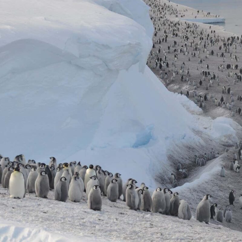 Four new emperor penguin colonies have been discovered Four new emperor penguin colonies have been discovered