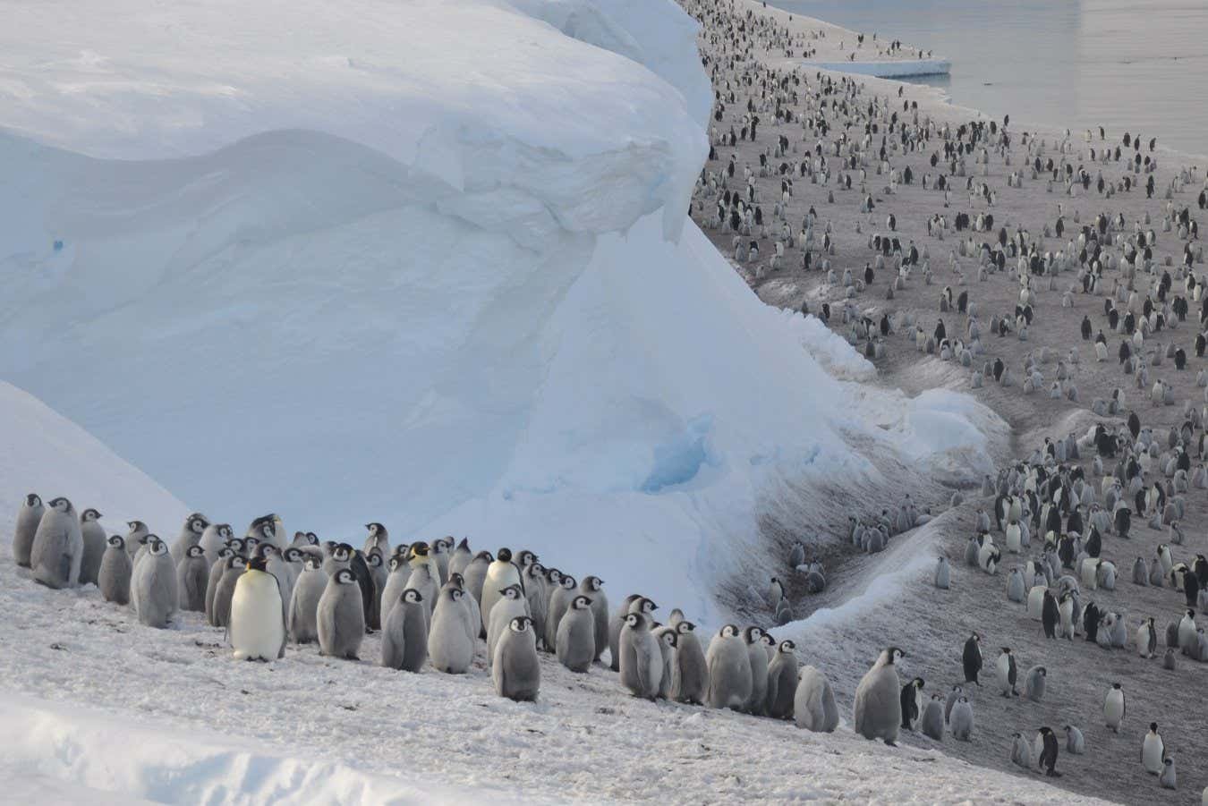 Four new emperor penguin colonies have been discovered