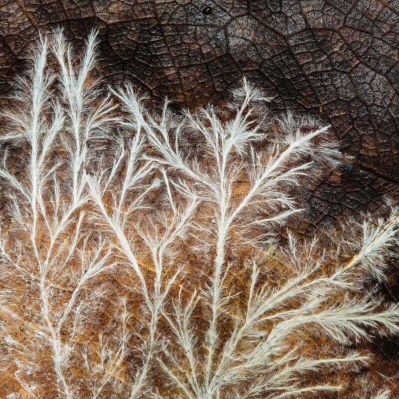 Fungi grow faster if you play sounds to them Fungi grow faster if you play sounds to them