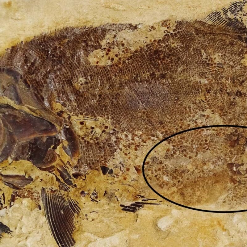 Exquisite Jurassic fossils reveal cannibalism in ancient fish