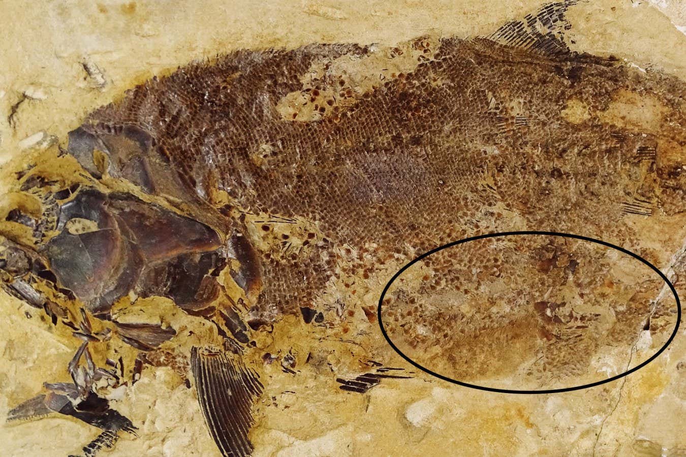 Exquisite Jurassic fossils reveal cannibalism in ancient fish