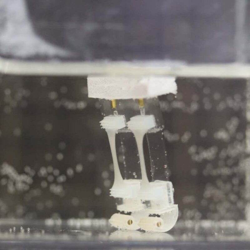 Watch a robot with living muscles walk through water Watch a robot with living muscles walk through water