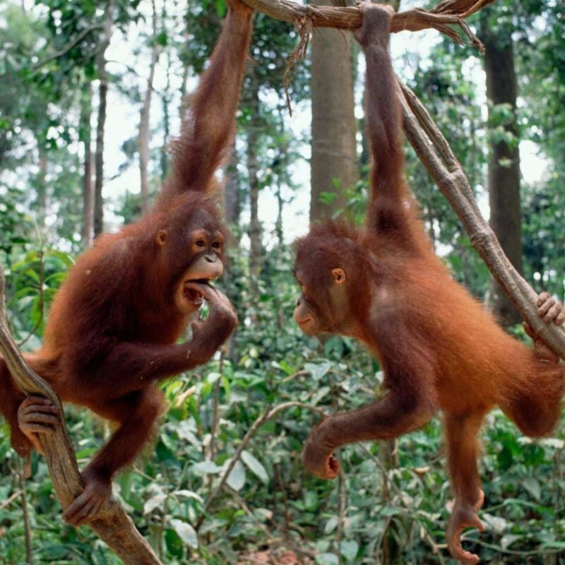Orangutan calls have an intricate structure resembling human language