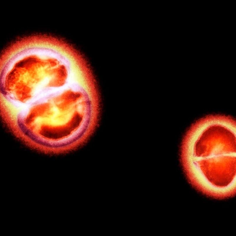 Strange virus-like replicators discovered in the human gut