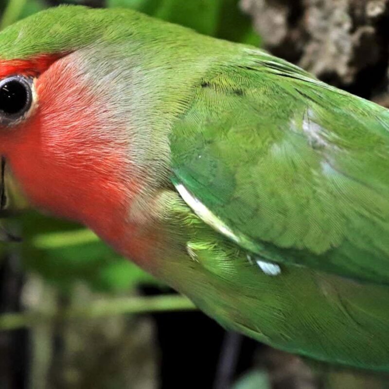 Watch parrots use their beaks for a newly identified form of motion