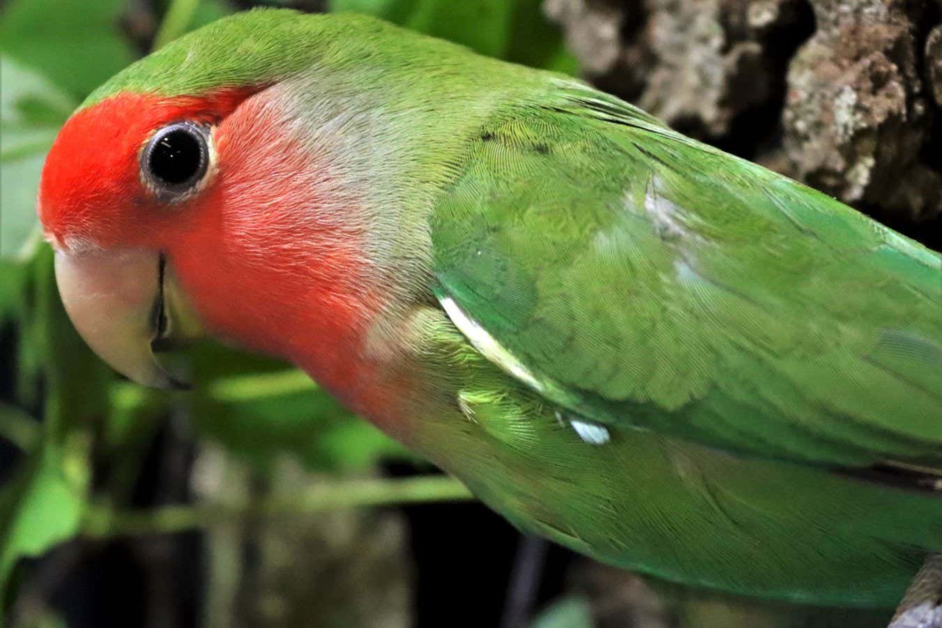 Watch parrots use their beaks for a newly identified form of motion