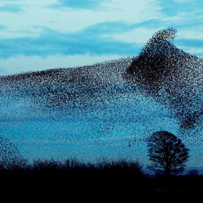 Why bioabundance is just as important as biodiversity Why bioabundance is just as important as biodiversity