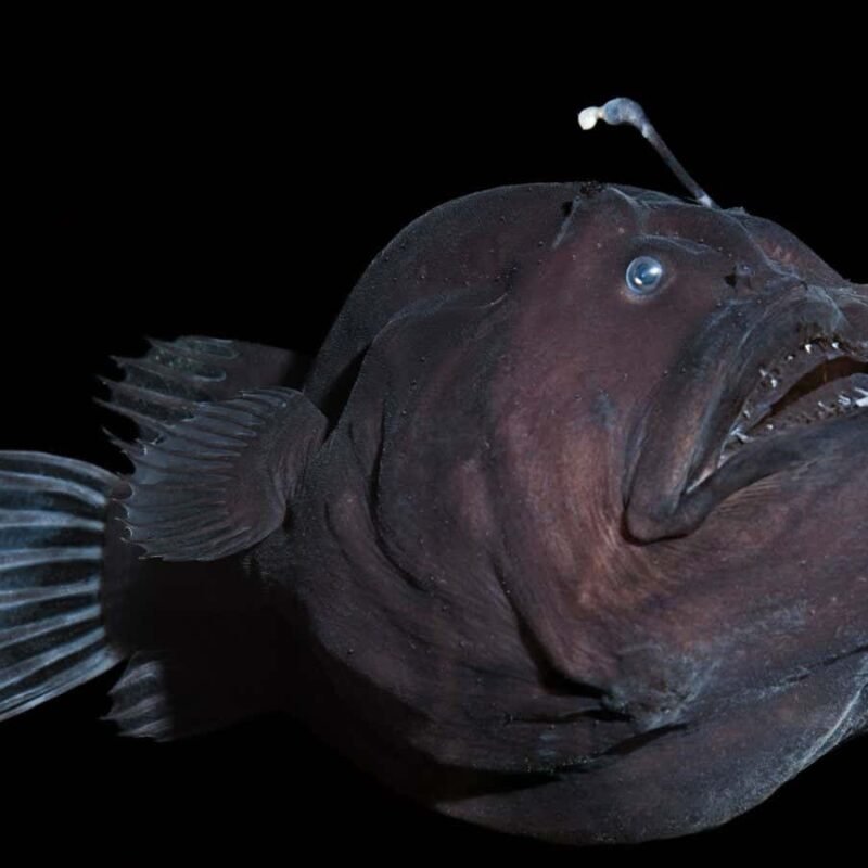 Weird anglerfish mating strategy may have helped them evolve