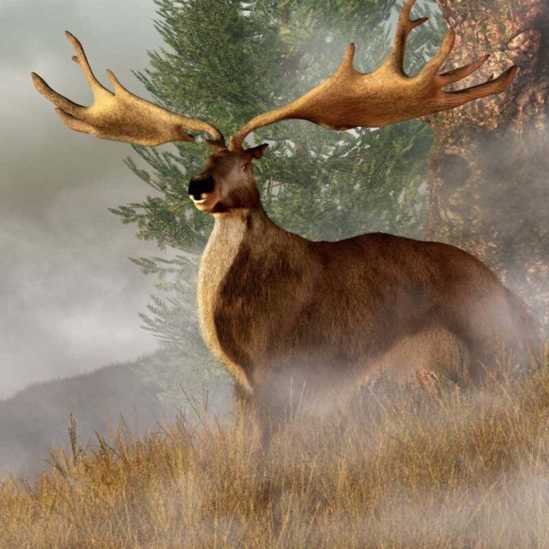 Extinct elk species had antlers that were too big to make sense Extinct elk species had antlers that were too big to make sense