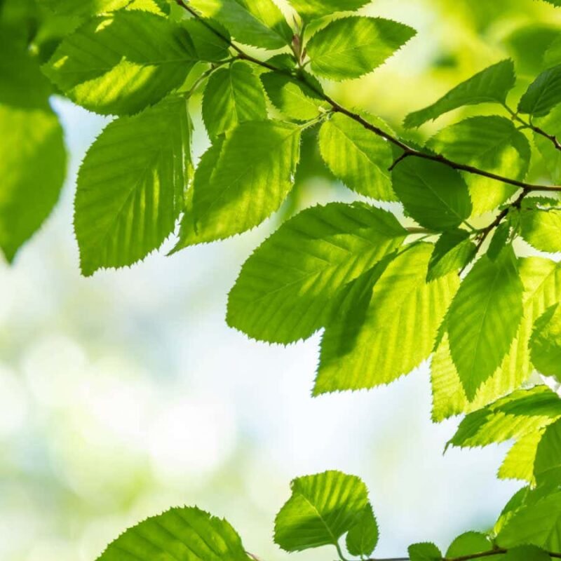 Camouflage inspired by leaves can hide things in visible and infrared Camouflage inspired by leaves can hide things in visible and infrared