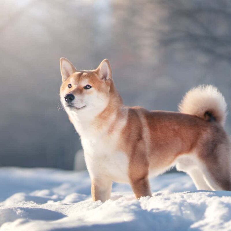 Huge study of dog longevity reveals which breeds live the longest Huge study of dog longevity reveals which breeds live the longest