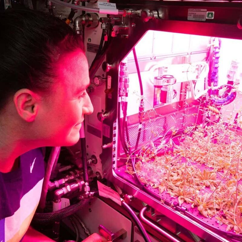 Why it takes so much work to grow plants in space