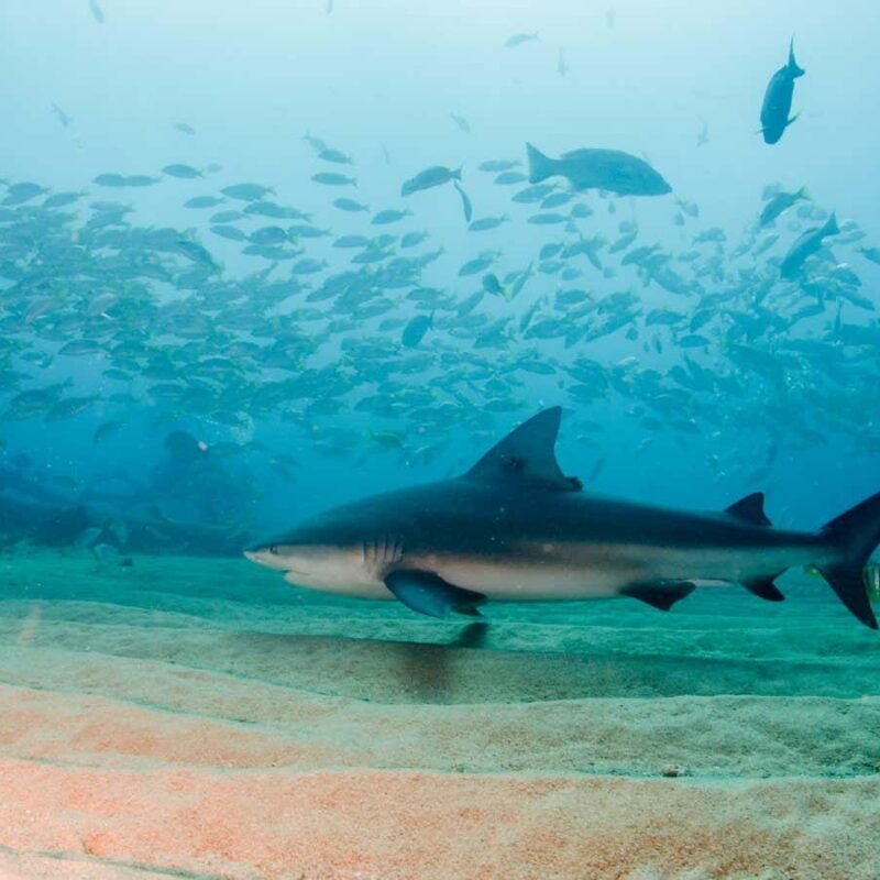 Deaths from shark attacks across the world doubled in 2023 Deaths from shark attacks across the world doubled in 2023