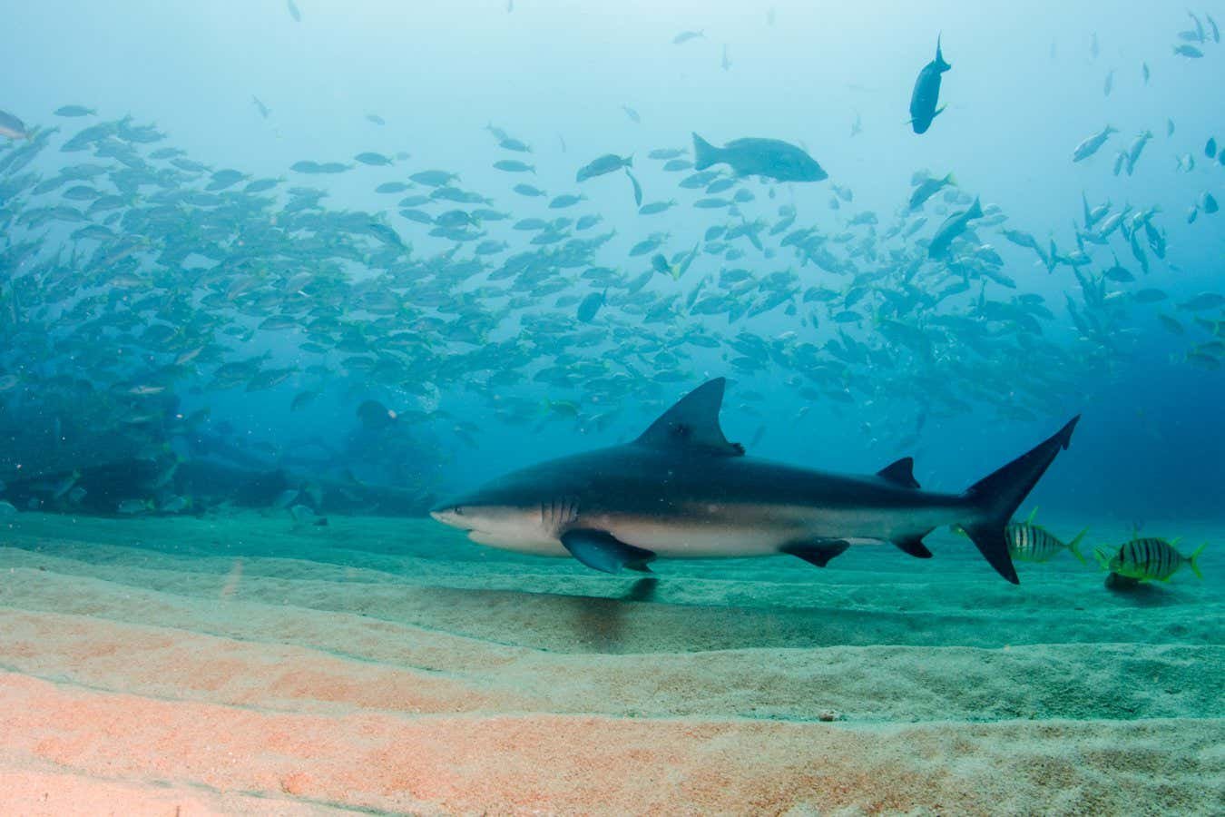 Deaths from shark attacks across the world doubled in 2023