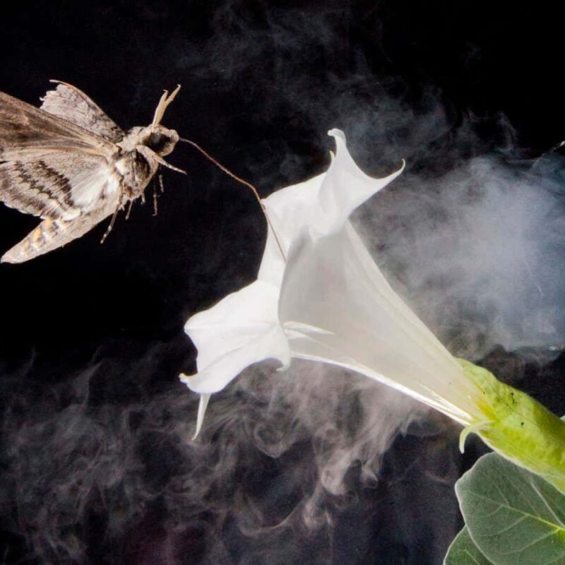 Air pollution is changing the scent of flowers and confusing insects