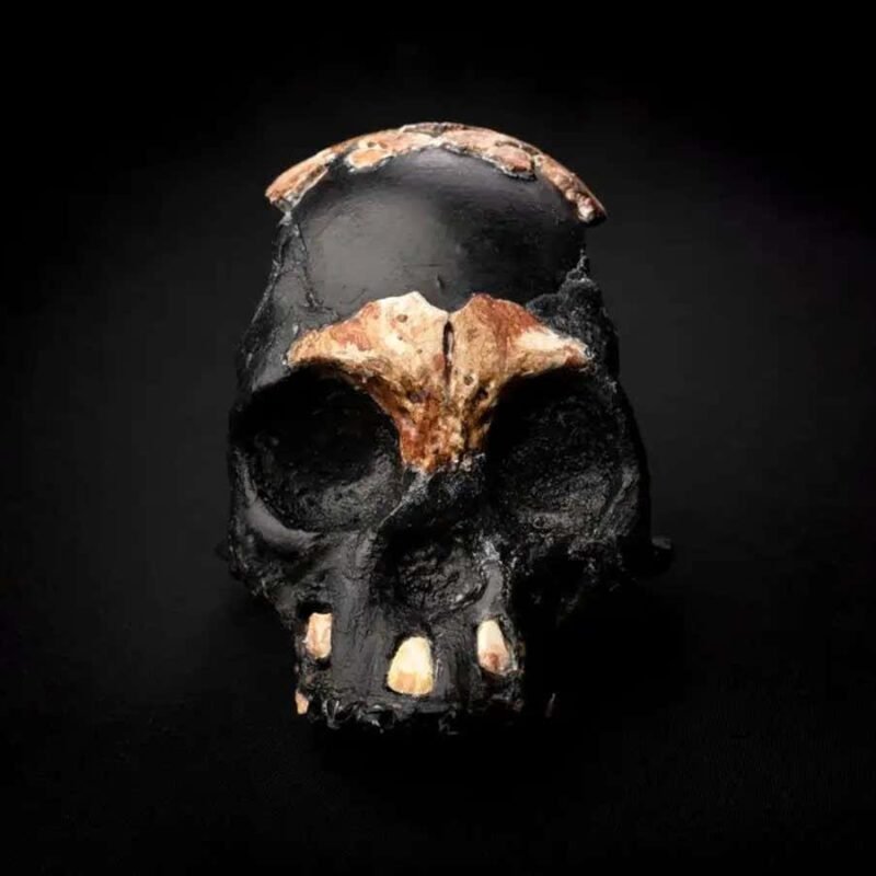 When does a bone become a fossil? When does a bone become a fossil?