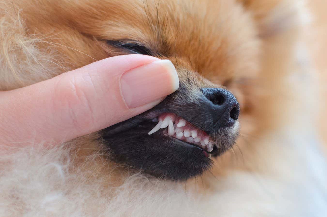 Small dogs are more likely to have an extra row of teeth like sharks