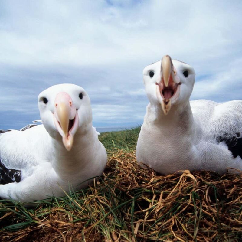 Half of migratory animal species are in decline – many face extinction