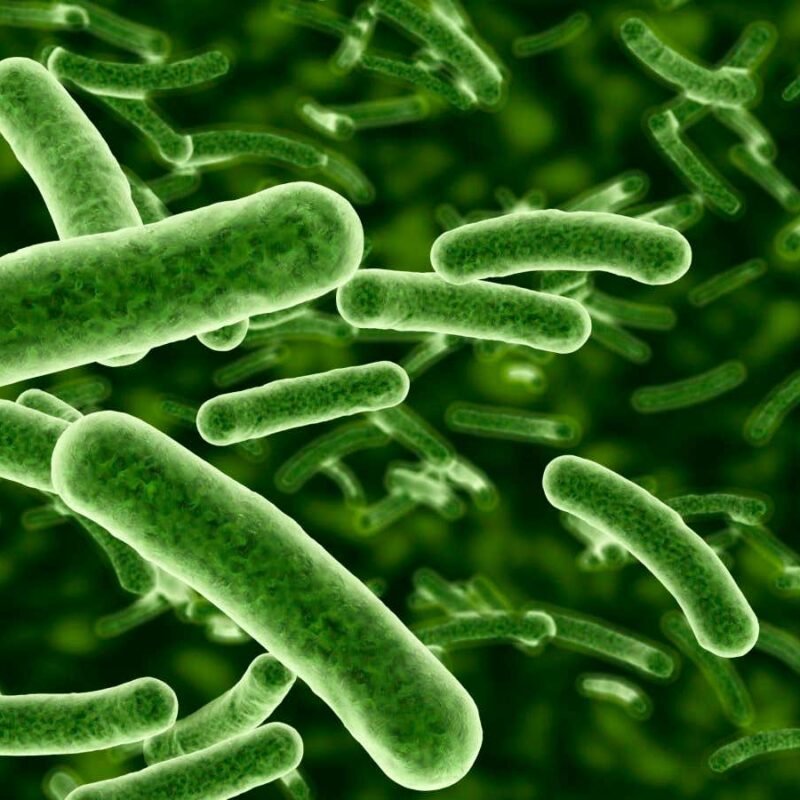 Bacteria found in a mine turn CO2 to rock under extreme conditions Bacteria found in a mine turn CO2 to rock under extreme conditions