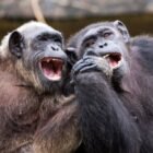 Great apes like teasing each other – which may be the origin of humour