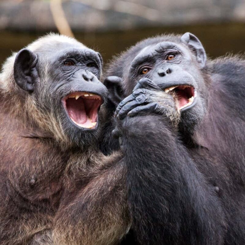 Great apes like teasing each other – which may be the origin of humour Great apes like teasing each other – which may be the origin of humour