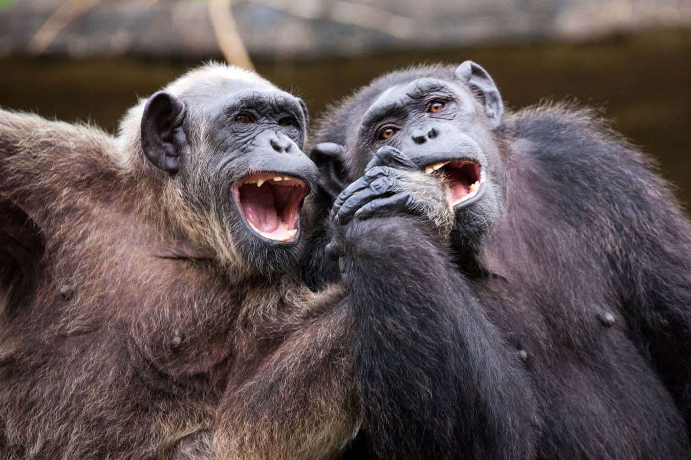 Great apes like teasing each other – which may be the origin of humour