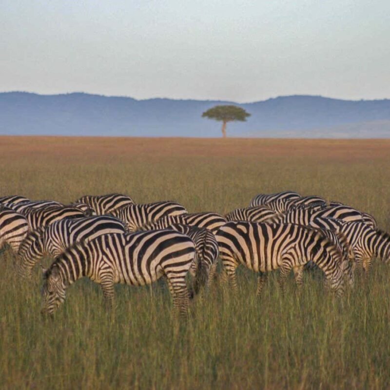 Reforestation initiatives in Africa may damage grassland and savannah Reforestation initiatives in Africa may damage grassland and savannah