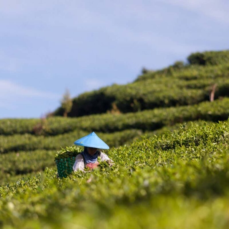 The right microbes on plant roots can make your tea taste better The right microbes on plant roots can make your tea taste better