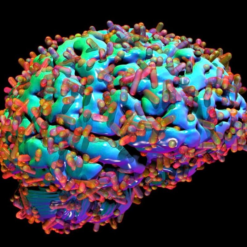 Why the brain’s microbiome could hold the key to curing Alzheimer’s Why the brain’s microbiome could hold the key to curing Alzheimer’s