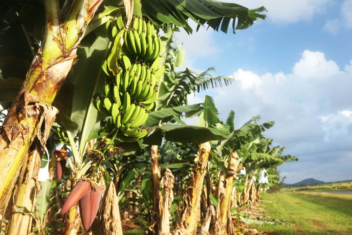 Genetically modified banana approved by regulators for first time