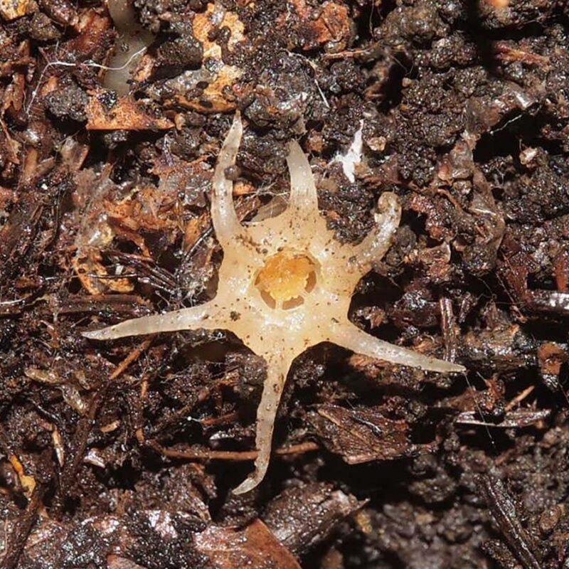 Squid-like plant that lives mostly underground is new to science