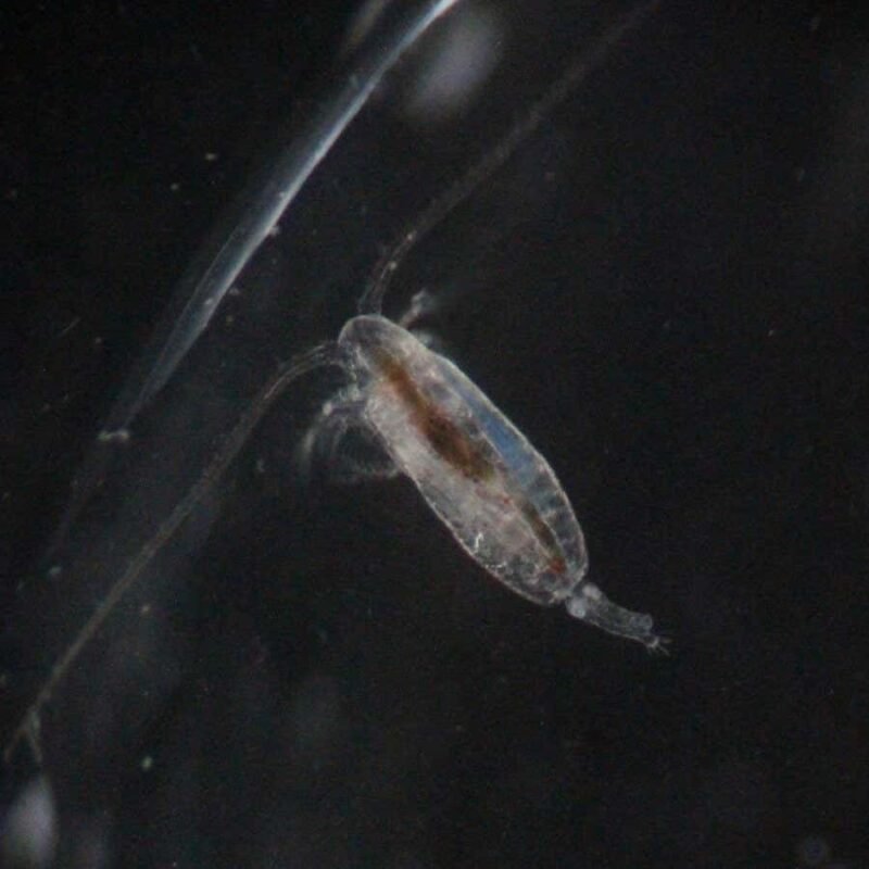 Sinking plankton poo could help store more carbon in the ocean