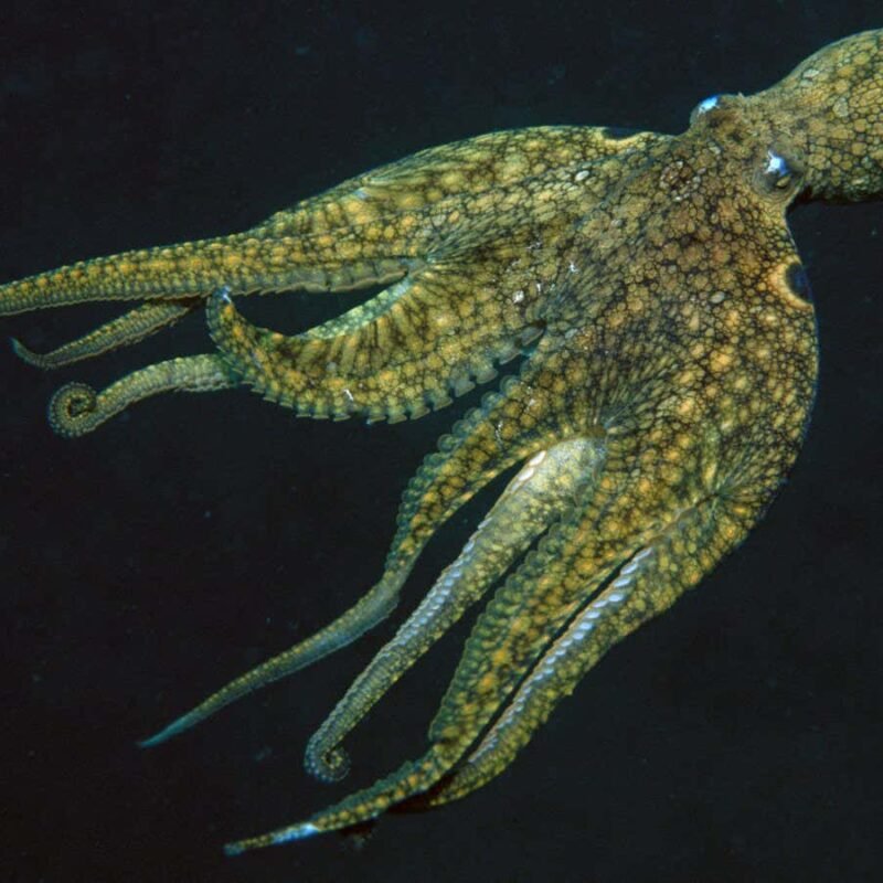 Earliest known sex chromosomes evolved in octopuses