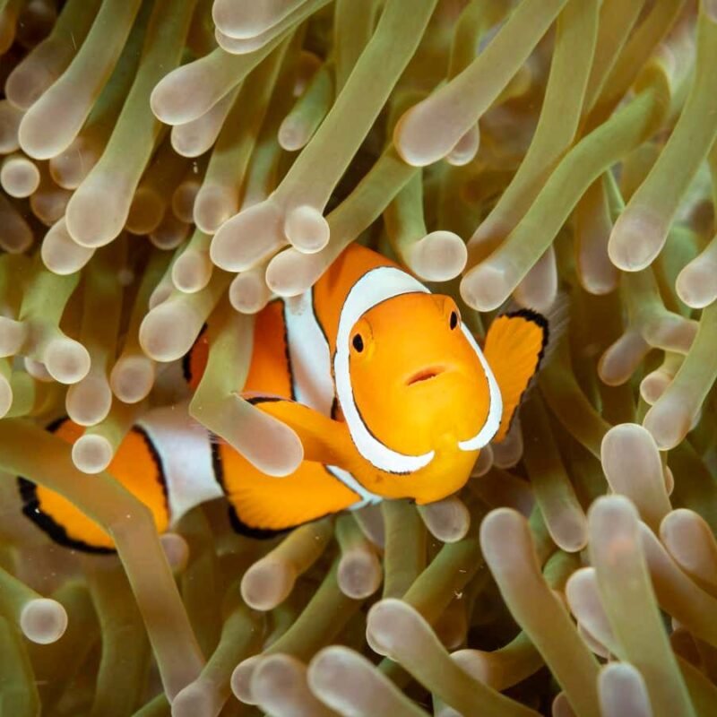 Clownfish avoid the sting of their anemone hosts with sugary slime
