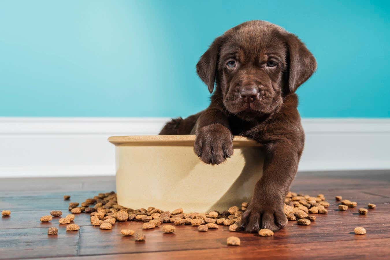 Hunger-inducing mutation makes some Labrador dogs more likely to get fat