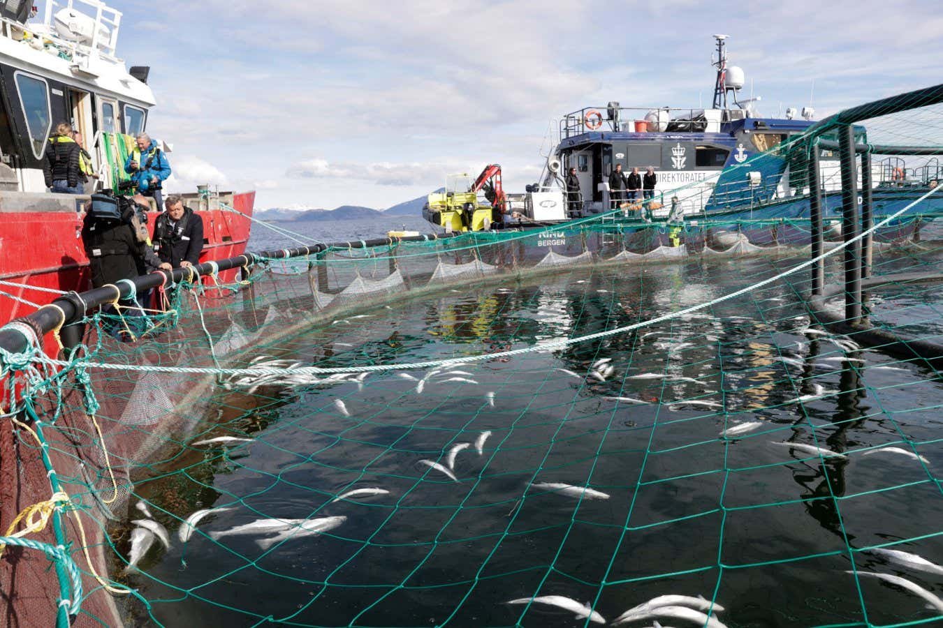 Salmon farms are increasingly being hit by mass die-offs