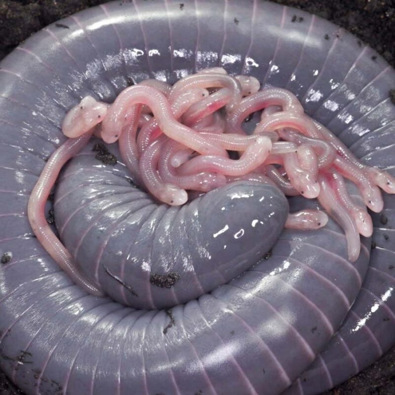 Worm-like caecilian produces a kind of milk for its hatchlings