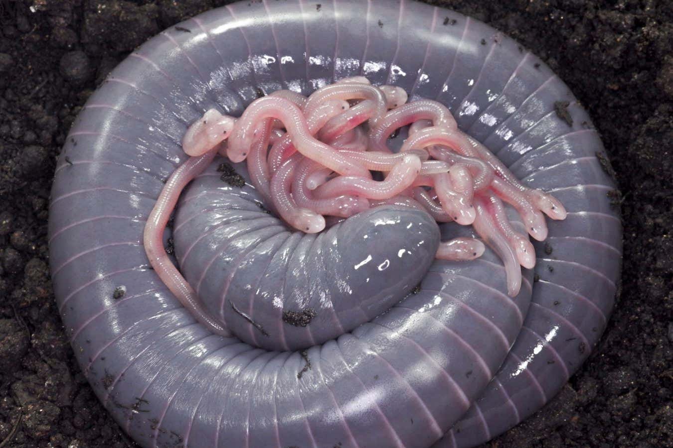 Worm-like caecilian produces a kind of milk for its hatchlings