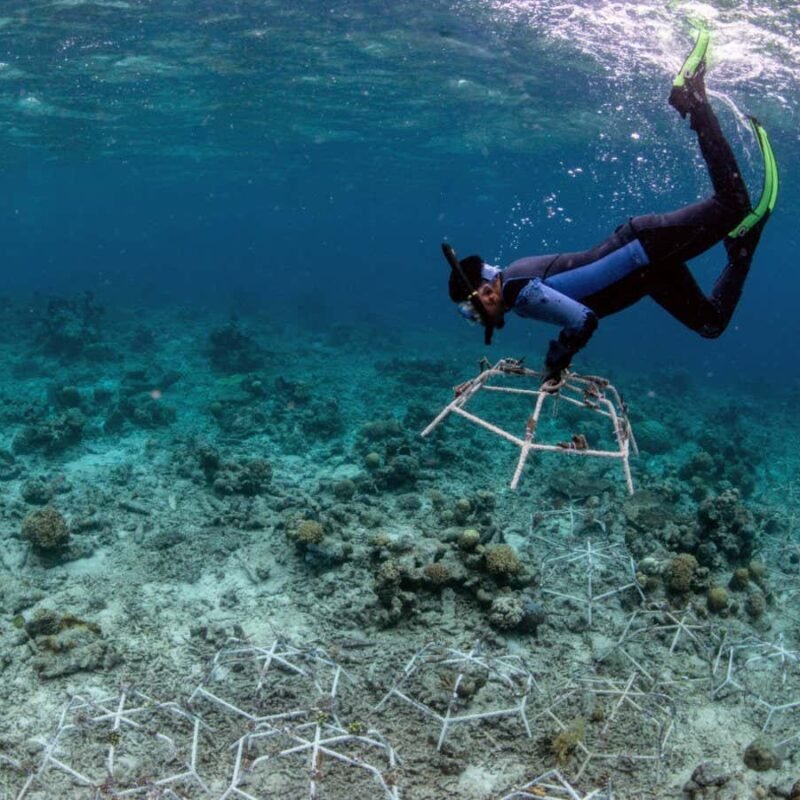 Damaged coral reefs can recover quickly after restoration work