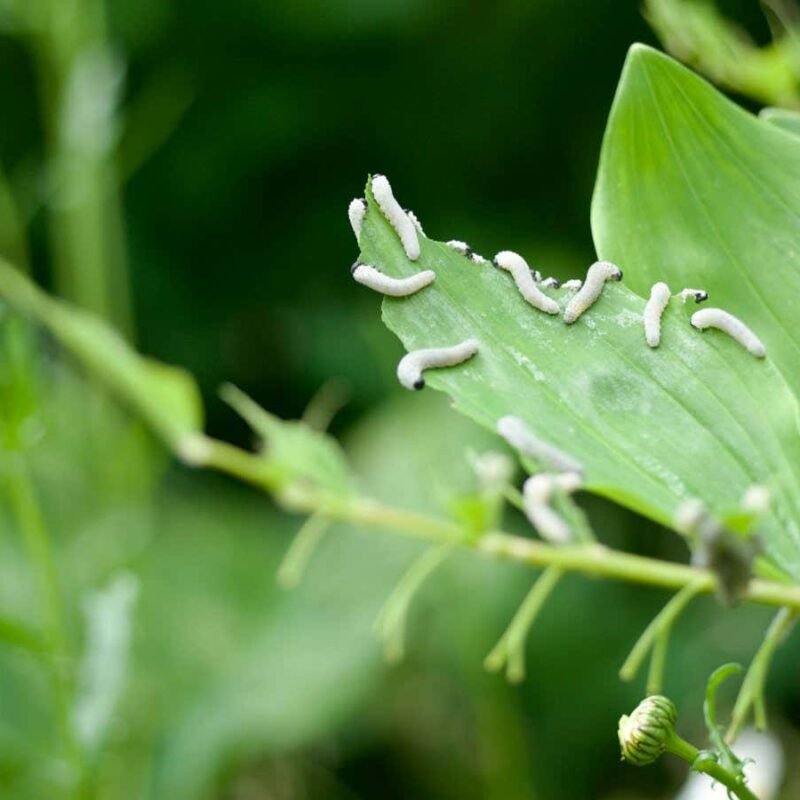 Plants send out 'distress calls' – but can other plants hear them?
