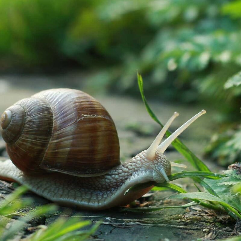 Snail robot excretes sticky mucus that helps it crawl up slopes