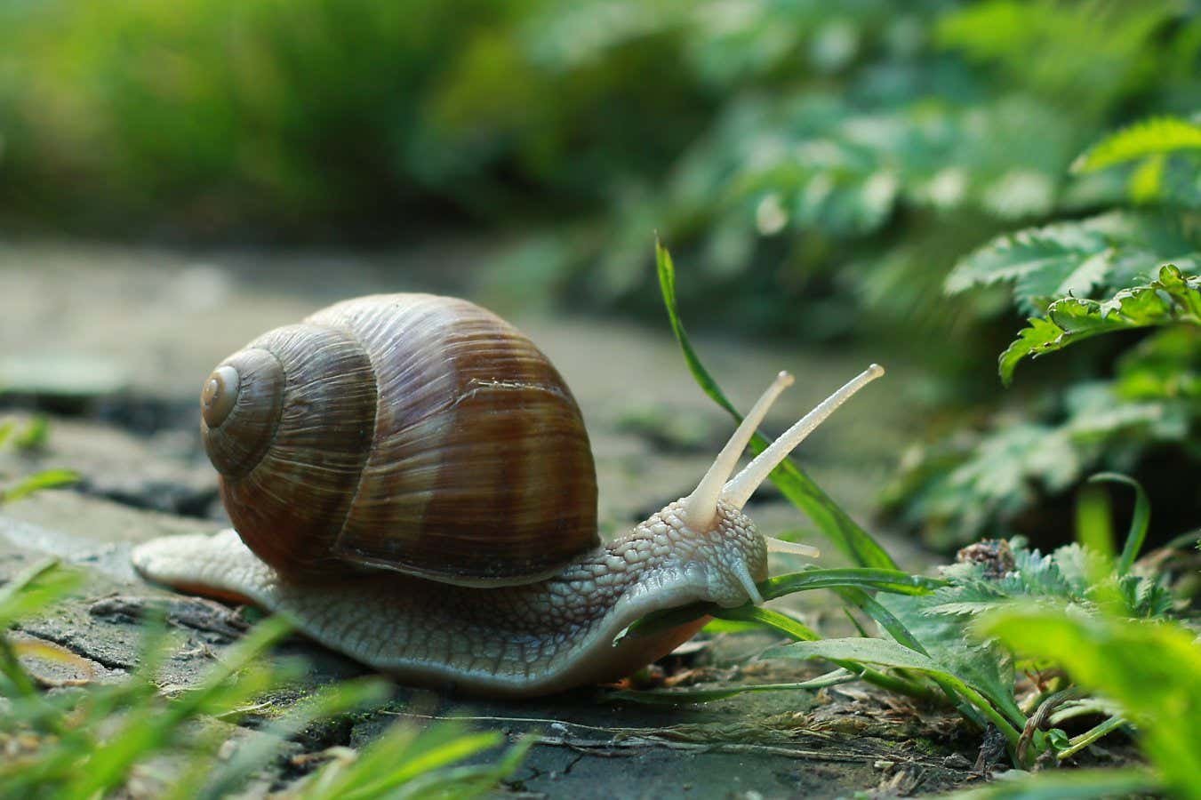 Snail robot excretes sticky mucus that helps it crawl up slopes