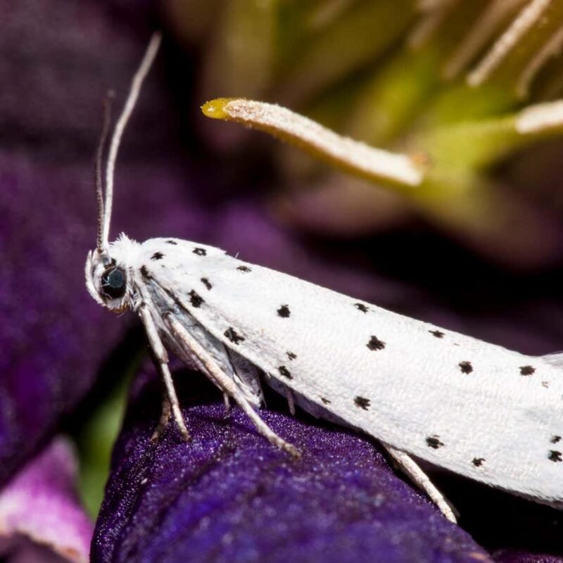 City moths may have evolved smaller wings due to light pollution