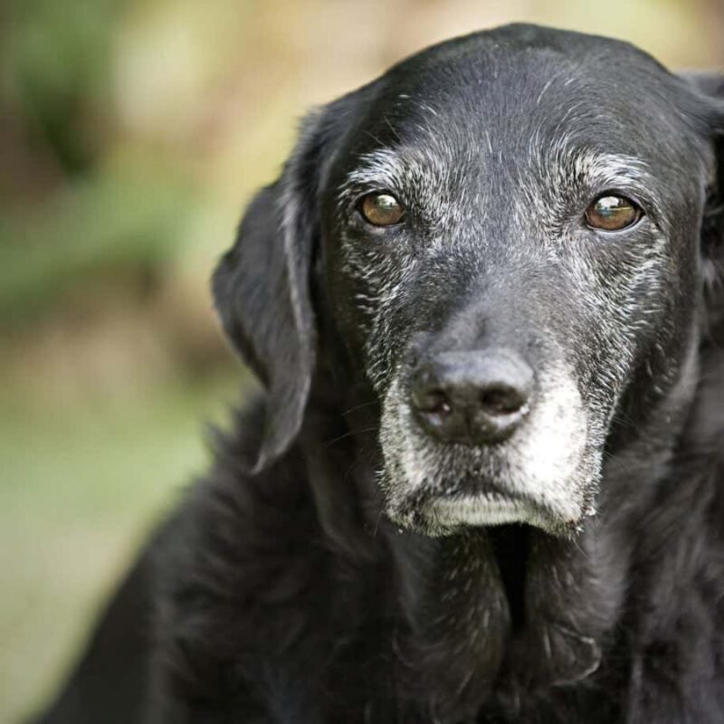 Can a pill really reverse ageing in dogs? Don’t get your hopes up yet