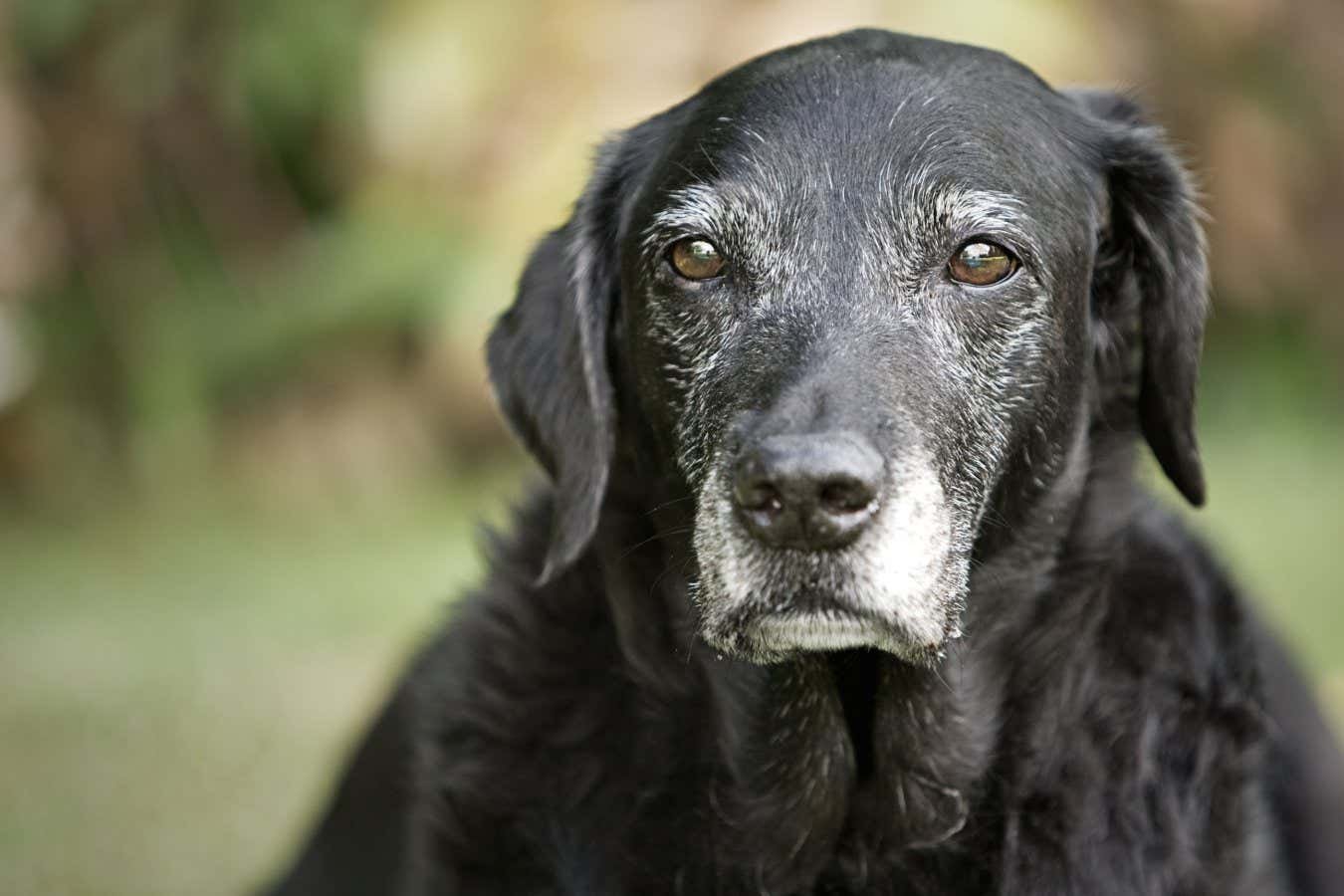 Can a pill really reverse ageing in dogs? Don’t get your hopes up yet