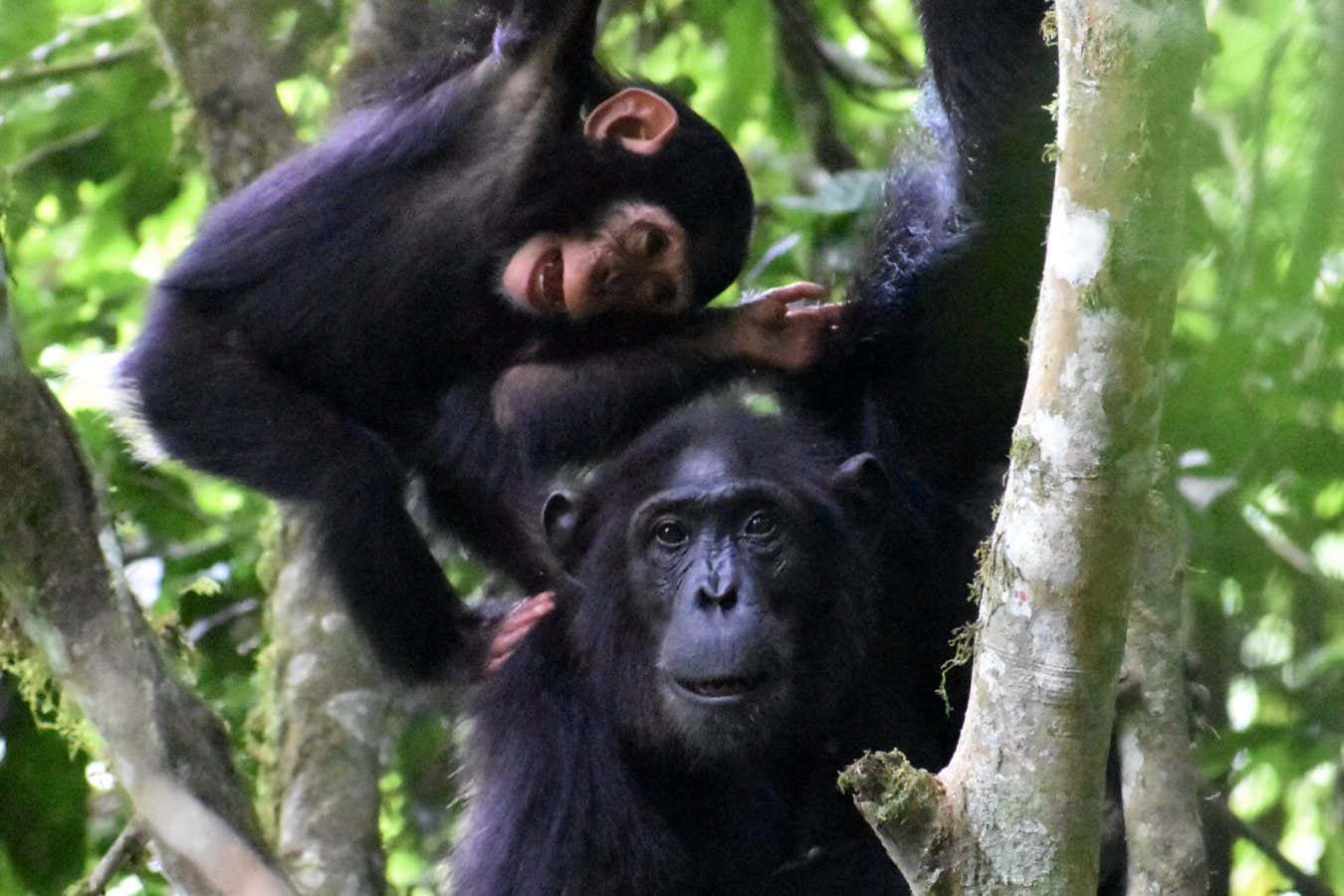 Chimp mothers play with their youngsters even when times are tough