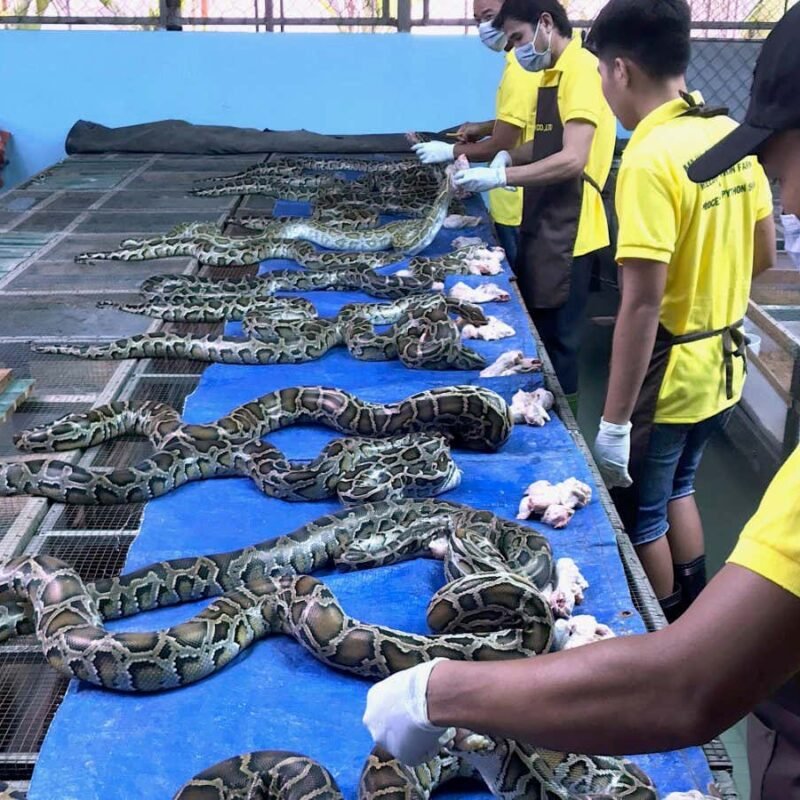 Should everyone start eating snakes to save the planet?